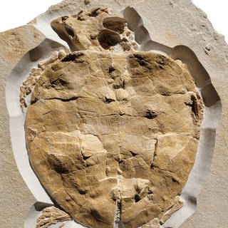 Schildkröten-Fossil