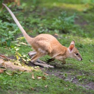 Das Wallaby-Känguru Finn ist in Schörzingen (Zollernalbkreis) gesichtet worden. 