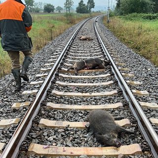 Tote Wildschweine liegen auf den Gleisen der Ammeratbahn