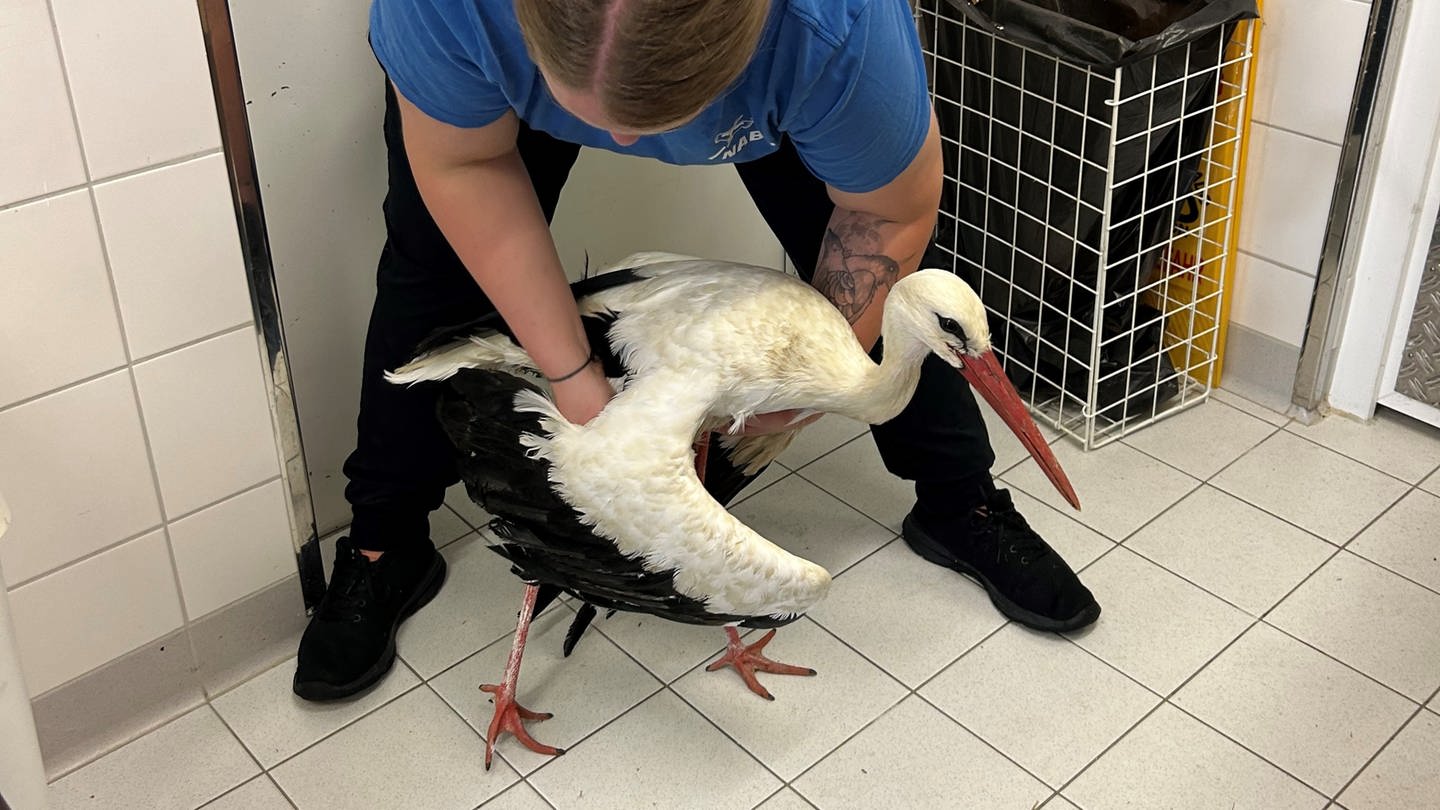 Eine Pflegerin hält einen verletzten Storch in den Händen. Der Storch war nach dem Sturm schwerverletzt ins Mössinger Vogelschutzzentrum gekommen.