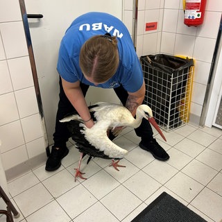 Eine Pflegerin hält einen verletzten Storch in den Händen. Der Storch war nach dem Sturm schwerverletzt ins Mössinger Vogelschutzzentrum gekommen.