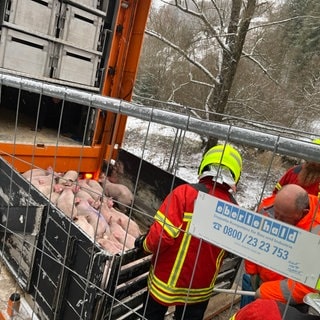 Rettungskräfte versorgen die Ferkel, die den Umsturz des Transporters bei Bad Urach überlebt haben.