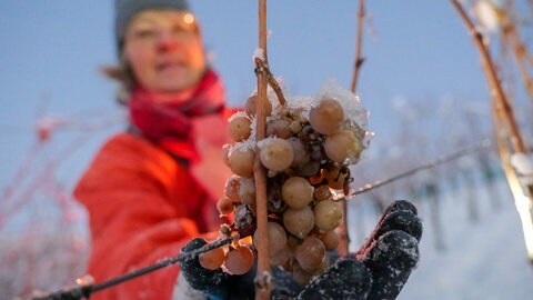 Eisweinlese in Metzingen