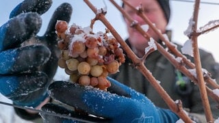 Eisweinlese in Metzingen