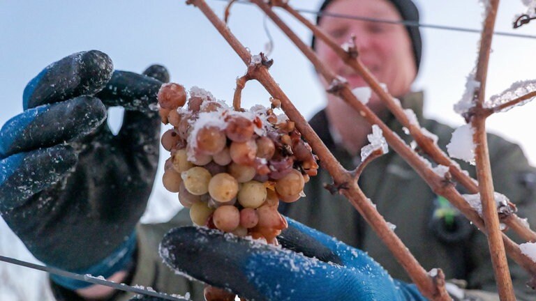 Eisweinlese in Metzingen