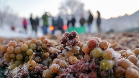 Eisweinlese in Metzingen