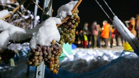 Eisweinlese Metzingen 2023