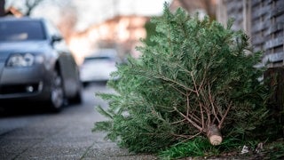 In den nächsten Tagen werden auch in der Region wieder unzählige Weihnachtsbäume eingesammelt.