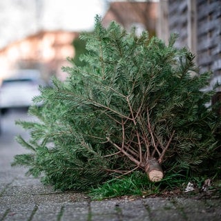 In den nächsten Tagen werden auch in der Region wieder unzählige Weihnachtsbäume eingesammelt.