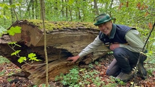 Natunahe Wälder sind in Baden-Württemberg seltener als bewirtschaftete Wälder. In Ofterdingen gibt es einen Wald, der seit 40 Jahren nicht vom Menschen beeinflusst wird.