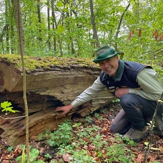 Natunahe Wälder sind in Baden-Württemberg seltener als bewirtschaftete Wälder. In Ofterdingen gibt es einen Wald, der seit 40 Jahren nicht vom Menschen beeinflusst wird.