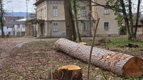 Anfang Februar ließ die Unternehmensgruppe Fürst von Hohenzollern die Bäume in Hechingen fällen. Jetzt hat der Fürst Ärger mit den Behörden.