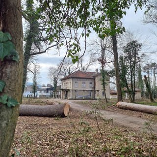 Gefällte Bäume liegen auf dem Gelände der Villa Silberburg. Die Unternehmensgruppe Fürst von Hohenzollern ließ die Bäume fällen.
