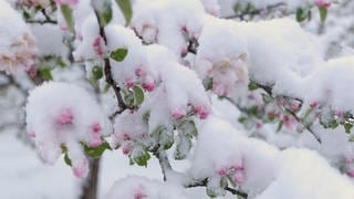 Blüten, die von Schnee bedeckt sind. Im April gab es dieses Jahr immer wieder Schnee. Auch in den kommenden Tagen wird es kalt. Das ist schlecht fürs Obst.