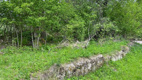 Lost Place: Von den ehemaligen Häusern in Gruorn (Kreis Reutlingen) sind nach 85 Jahren nur noch Mauerreste übrig.