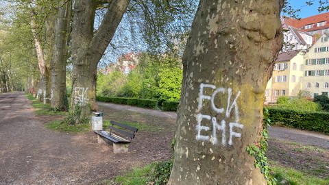 Neue Graffiti-Schmierereien an Bäumen auf der Platanenallee in Tübingen: Oberbürgermeister Boris Palmer ruft die Stadtgesellschaft auf, Sprayer bei der Polizei zu melden.