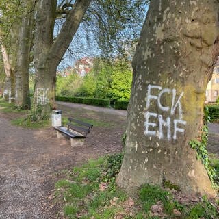 Neue Graffiti-Schmierereien an Bäumen auf der Platanenallee in Tübingen: Oberbürgermeister Boris Palmer ruft die Stadtgesellschaft auf, Sprayer bei der Polizei zu melden.