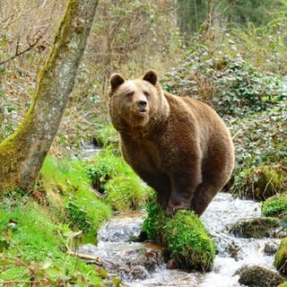 Braunbärin Jurka im alternativen Wolf- und Bärenpark Bad-Rippoldsau Schappach Jurka ist die Mutter von Problembär Bruno und Gaia, die im Trentino einen Jogger angegriffen hat