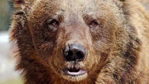 Die Braunbärin Jurka im Wolf- und Bärenpark in Bad-Rippoldsau-Schapbach im Schwarzwald. Sie ist Mutter von "Problembär" Bruno und Gaia, die im Trentino einen Jogger angegriffen hat.