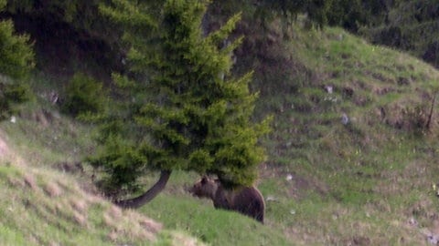 Braunbär "JJ1", auch bekannt als "Problembär Bruno", aufgenommen vom Hüttenwirt der Gehrenalpe bei Reutte in Tirol in Österreich. Er war der Bruder von Gaia, die im Trentino einen Jogger angegriffen hat.