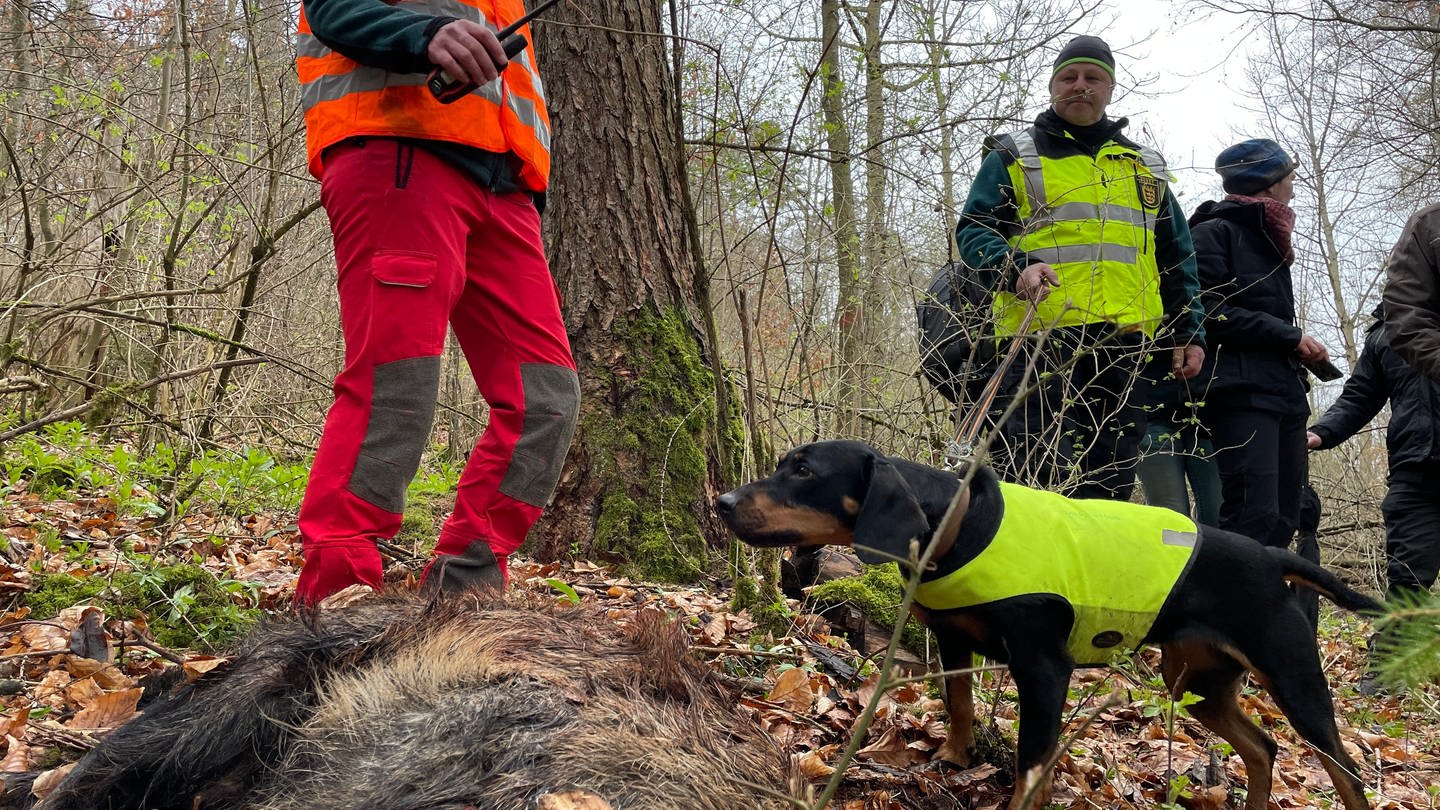 Tierseuchenübung mit Hund