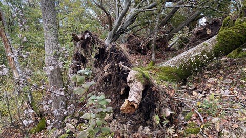 Umgestürzter Baum bei der Burgruine Hohengenkingen.