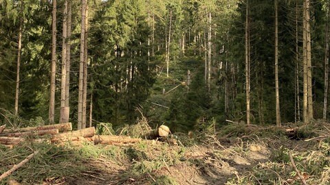 Sturmholz im Wald bei Bisingen.