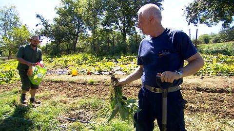 Gärtner bei der Arbeit auf dem Gemüseacker