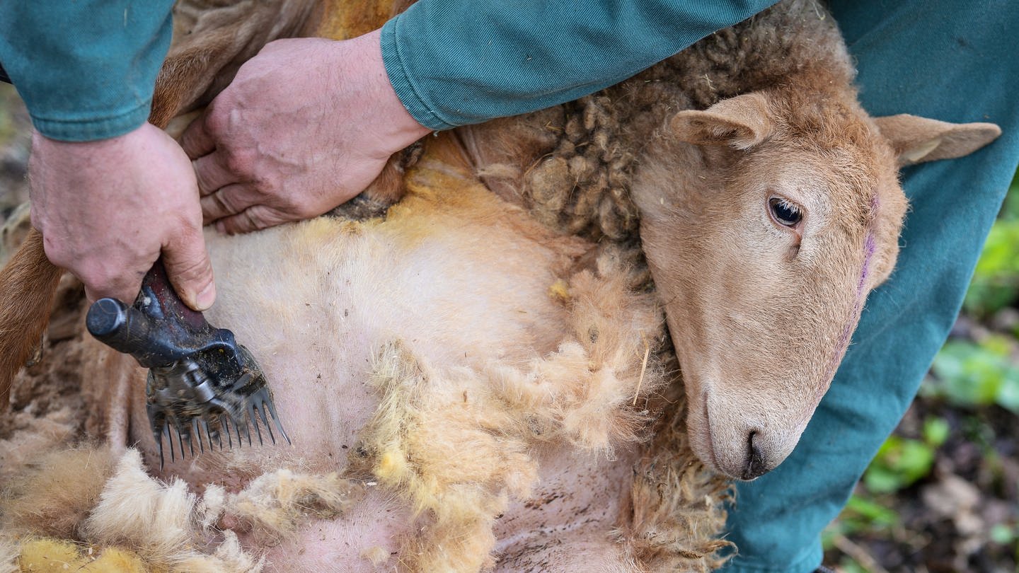 Schaf wird einer Elektroschere geschoren - auch bei den baden-württembergischen Meisterschaften in Ammerbuch-Altingen