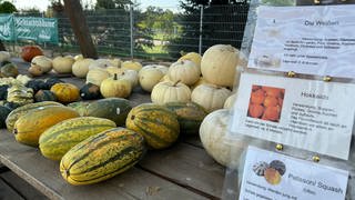 Spagettikürbis und der Weisse werden bei Landwirt Weimer verkauft