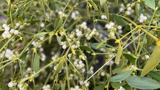 Immergrüne Misteln mit ihren kleinen, weiß-schimmernden Beeren.