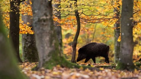 Wildschwein im Wildschweingehege im Wald