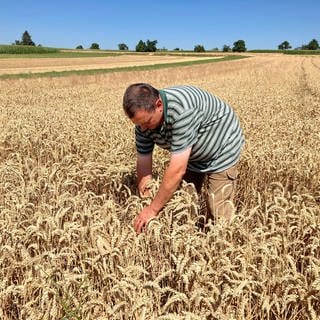 Der Landwirt Philipp Wandel inspiziert ein Weizenfeld bei Kusterdingen.