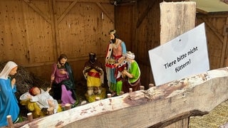 Lebendige Schafe in der Krippe auf dem Reutlinger Weihnachtsmarkt