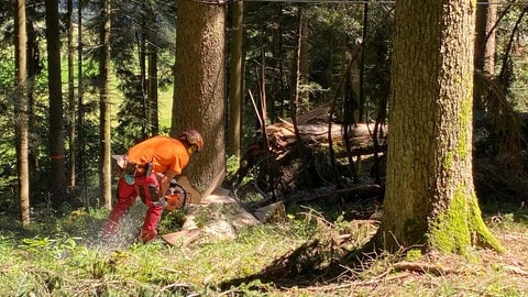 Ein beschädigter Baum wird gefällt