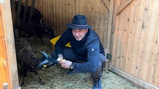 Lebendige Schafe in der Krippe auf dem Reutlinger Weihnachtsmarkt