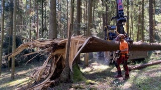 Ein umgestürzter Baum im Kreis Freudenstadt