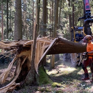 Ein umgestürzter Baum im Kreis Freudenstadt