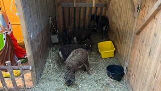 Lebendige Schafe in der Krippe auf dem Reutlinger Weihnachtsmarkt