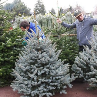 Einee Frau und Männer suchen Weihnachtsbäume beim Händler aus. 
