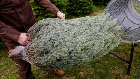 Weihnachtsbaum wird in Netz eingepackt.