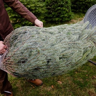 Weihnachtsbaum wird in Netz eingepackt.