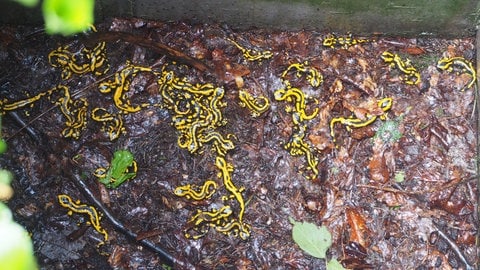 Die Feuersalamander waren auf Wanderschaft und sind den offenen Schacht runtergefallen. Alleine wären sie nicht mehr rausgekommen. Die Binsdorfer Feuerwehr war ihre Rettung.