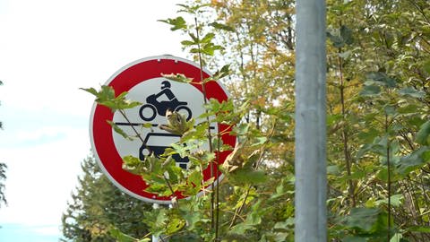 Zugewachsenes Verbotsschild für Autos und Motorräder.