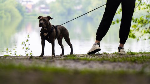 Pitbull-Hündin beim Spaziergang mit ihrer Halterin am Flussufer
