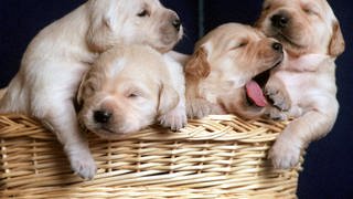 Vier kleine Golden-Retriever in einem Hundekorb