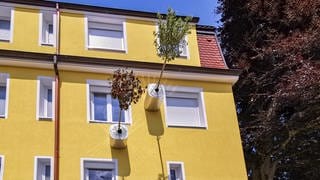 In Reutlingen wachsen zwei Bäume waagerecht aus einer Hauswand. Die Bäumchen drehen sich in ihrem Topf, so dass sie nicht nach oben zur Sonne wachsen. Die Idee stammt aus einem Projekt der Uni Hohenheim.