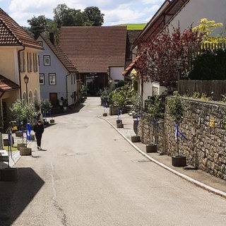 Rechts und links eines Sträßchens in Münsingen-Apfelstetten stehen mit blauen und weißen Bändern geschmückte Apfelbäumchen zum Jubiläum des Ortes.