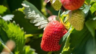 Rote, reife und unreife, grüne Erdbeeren an einem Strauch auf einem Erdbeerfeld zum Selberpflücken. Die Erdbeersaison ist in der Region Neckar-Alb noch nicht zuende.