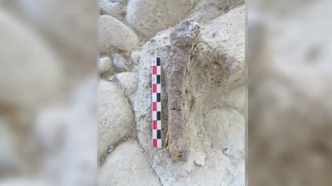 Ältester Nachweis von Höhlenlöwen in Italien
